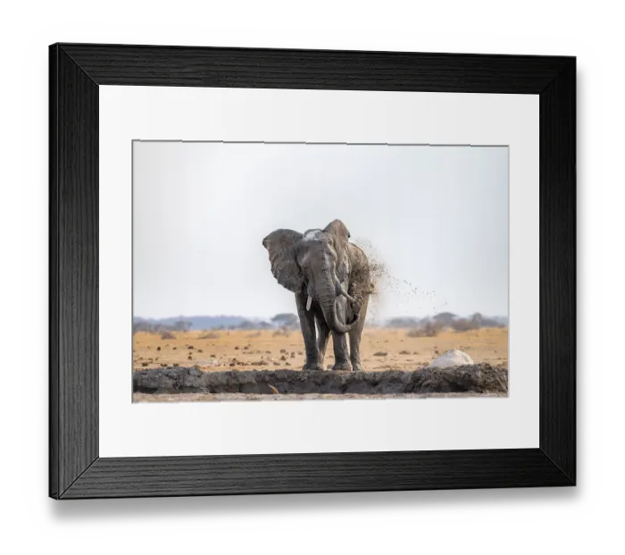 Framed Print : African elephant (Loxodonta africana)