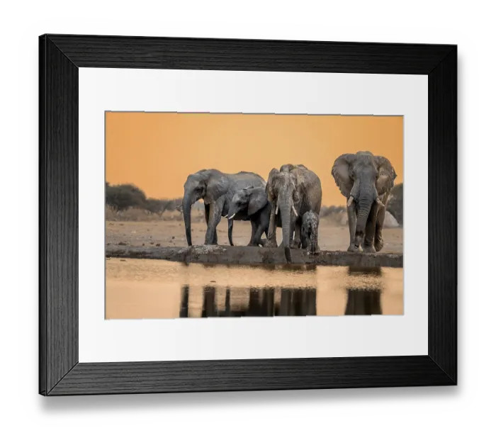 Framed Print : African elephant (Loxodonta africana)