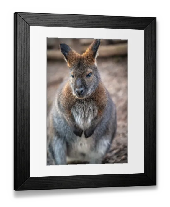 Framed Print : Close-up of a wallaby (Macropodidae) with detailed fur in a natural environment Framed Print : Close-up of a wallaby (Macropodidae) with detailed fur in a natural environment