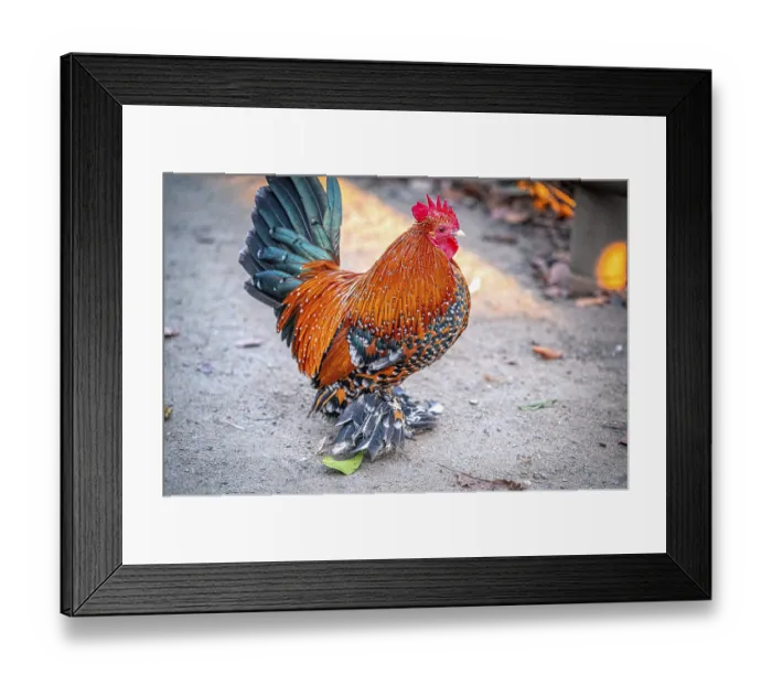 Framed Print : Colourful rooster (Gallus gallus domesticus) with impressive plumage on the ground