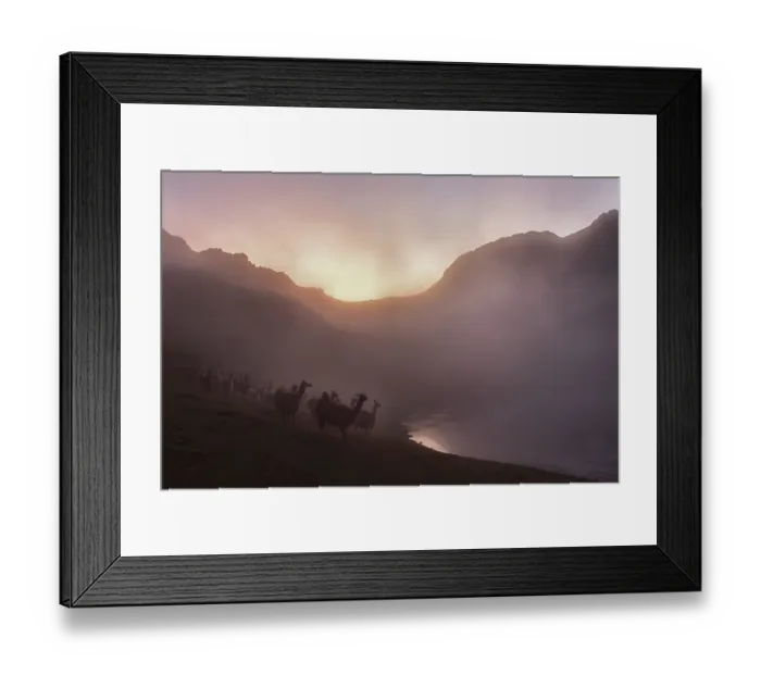 Framed Print : Llamas (lama glama) in dense fog in the evening light at a lake in the mountains Framed Print : Llamas (lama glama) in dense fog in the evening light at a lake in the mountains
