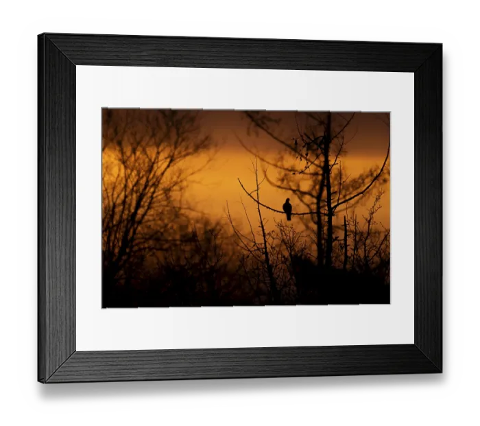 Framed Print : Common wood pigeon (Columba palumbus) at sunrise Framed Print : Common wood pigeon (Columba palumbus) at sunrise