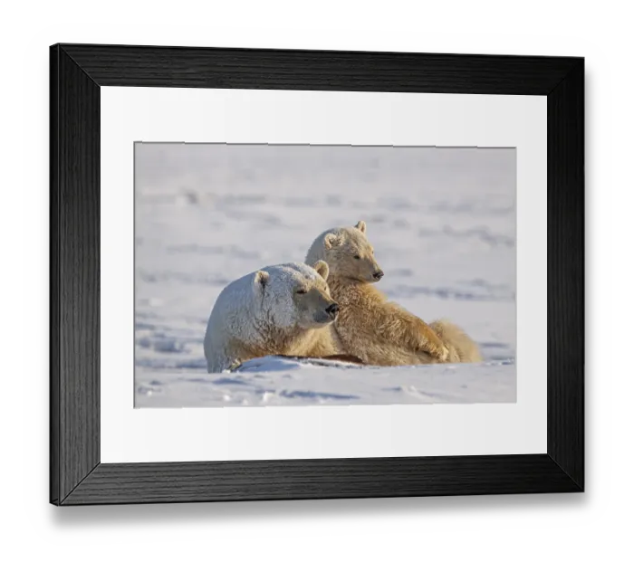 Framed Print : Polar bears (Ursus maritimus), polar bear mother and young in the snow
