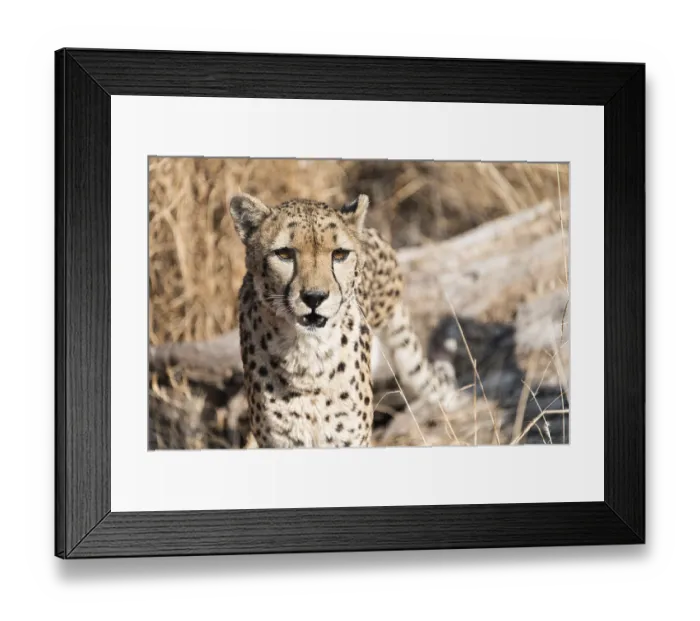 Framed Print : Cheetah (Acinonyx jubatus), Namibia, Africa Framed Print : Cheetah (Acinonyx jubatus), Namibia, Africa