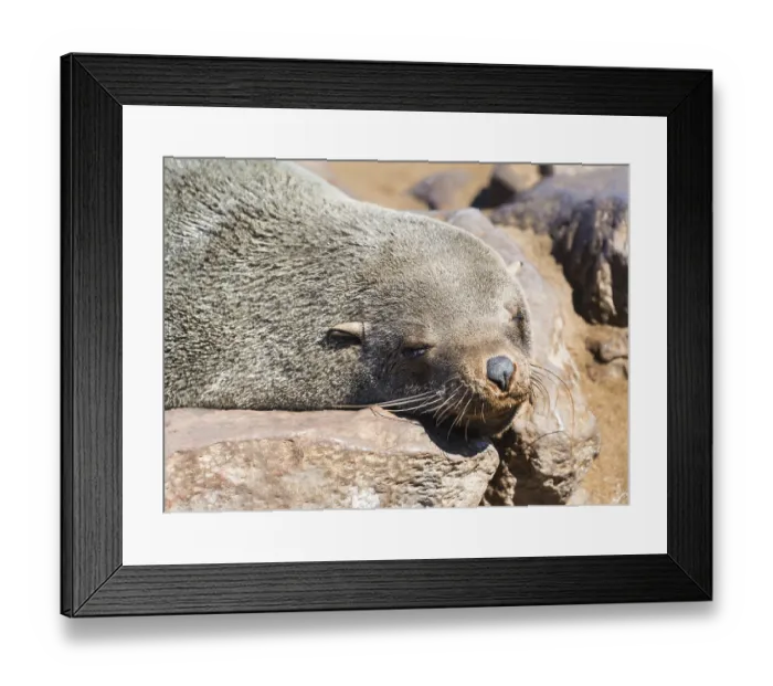 Framed Print : Brown Fur Seal or Cape Fur Seal (Arctocephalus pusillus) resting on a rock