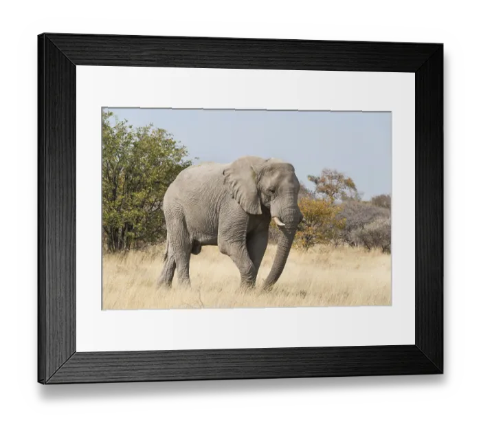 Framed Print : African Bush Elephant (Loxodonta africana) walking through dry grass