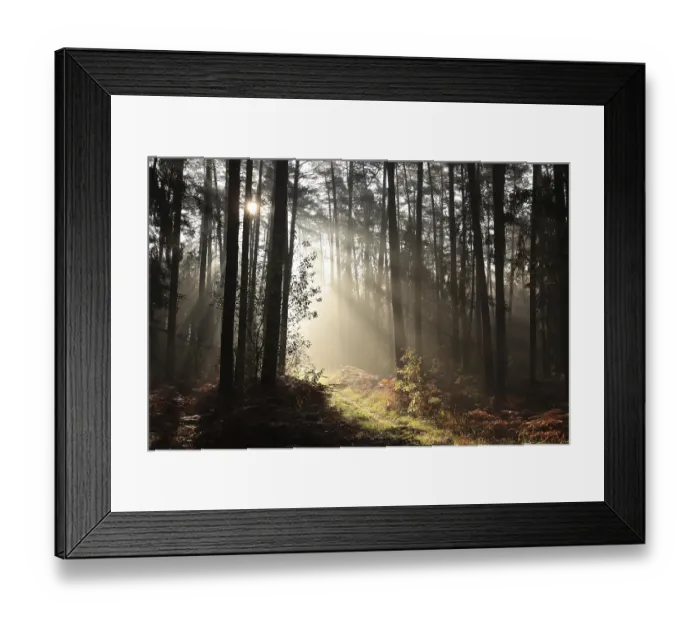 Framed Print : Trail through a coniferous forest during sunrise in foggy weather
