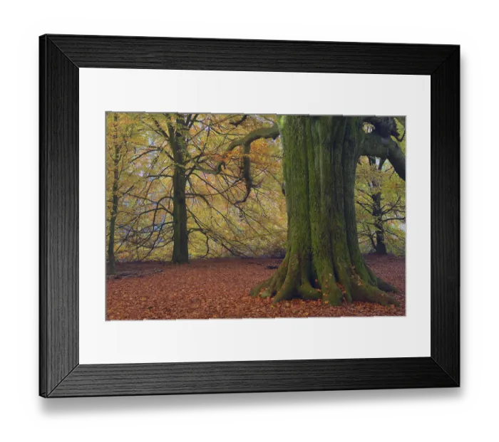 Framed Print : Mossy trunk of an old Beech (Fagus) in autumn