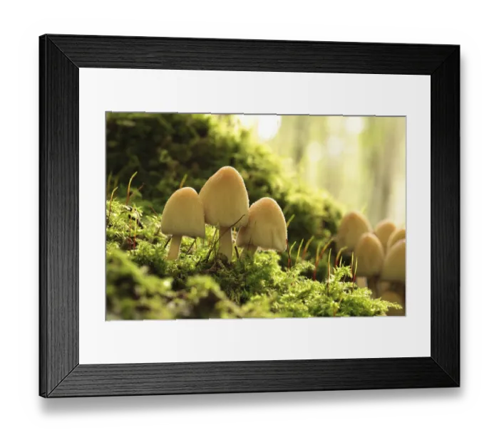 Framed Print : Mushrooms growing on a tree trunk in the forest Framed Print : Mushrooms growing on a tree trunk in the forest