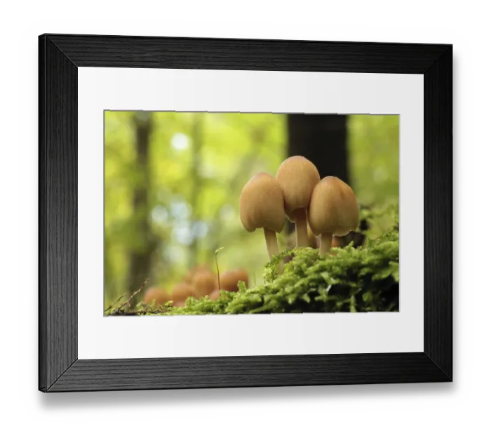 Framed Print : Mushrooms growing on a tree trunk in the forest Framed Print : Mushrooms growing on a tree trunk in the forest