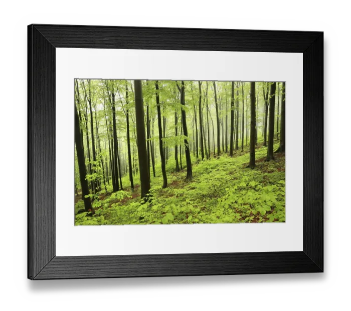 Framed Print : Beech trees in spring forest on a mountain slope in foggy