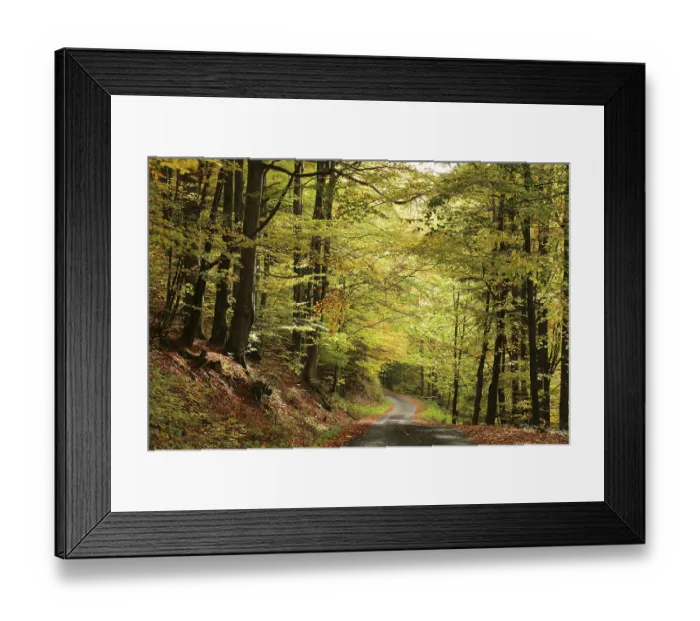 Framed Print : A forest path through the autumn beech forest at the end of October Framed Print : A forest path through the autumn beech forest at the end of October