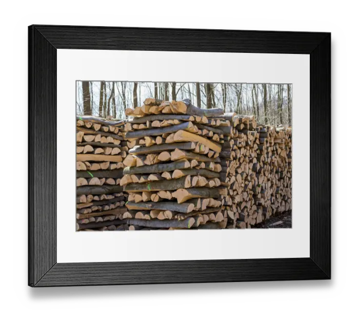 Framed Print : Trees in a forest were cut down during timber work Framed Print : Trees in a forest were cut down during timber work