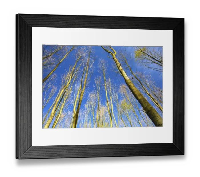 Framed Print : Sky view through the trees of a forest in autumn Framed Print : Sky view through the trees of a forest in autumn