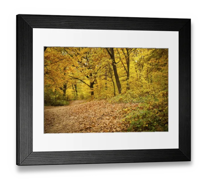 Framed Print : Fall forest and path way between the trees Framed Print : Fall forest and path way between the trees