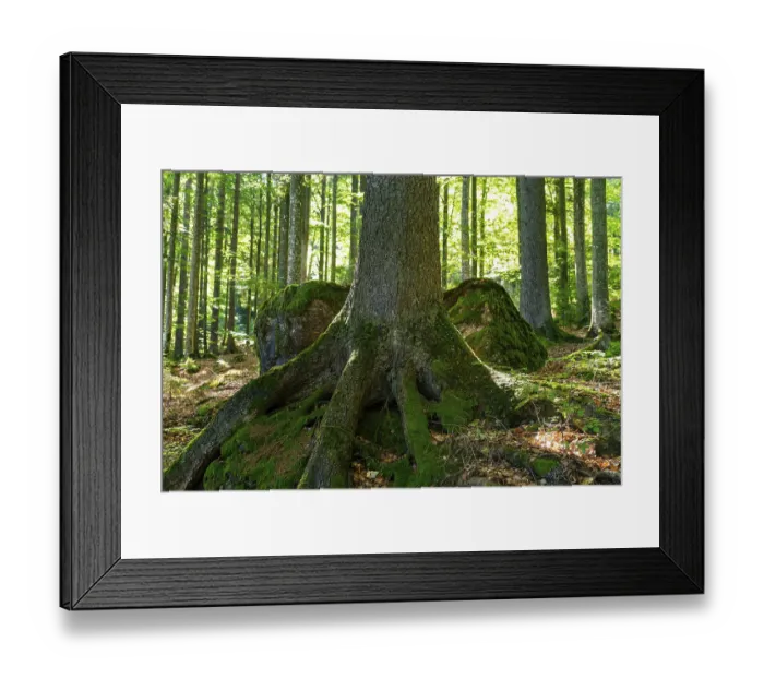 Framed Print : Tree with exposed roots embracing moss-covered rocks in the forest Framed Print : Tree with exposed roots embracing moss-covered rocks in the forest