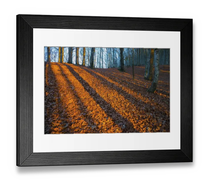 Framed Print : Shadows of trunks on autumn leaves in evening light