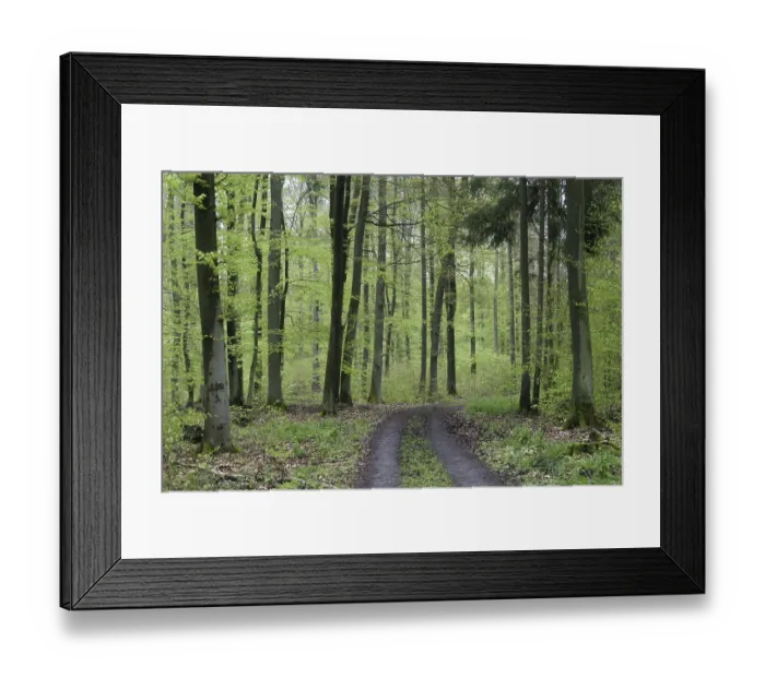 Framed Print : Forest way through a beech forest in spring with jung green leafs Framed Print : Forest way through a beech forest in spring with jung green leafs