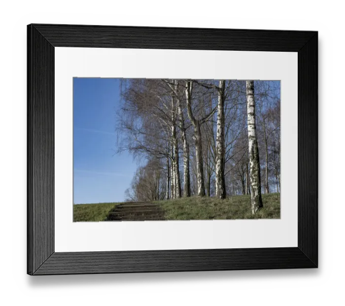 Framed Print : Birch trees in winter in sunlight with meadow Framed Print : Birch trees in winter in sunlight with meadow