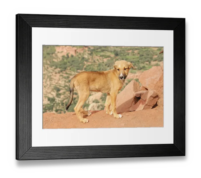 Framed Print : A single dog stands on a rocky hill with a wide landscape in the background