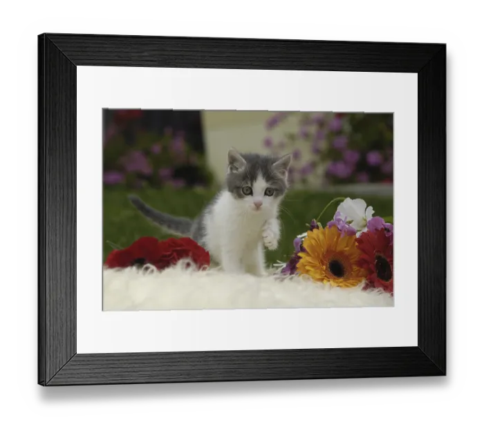 Framed Print : Cute kitten with flowers on sheepskin