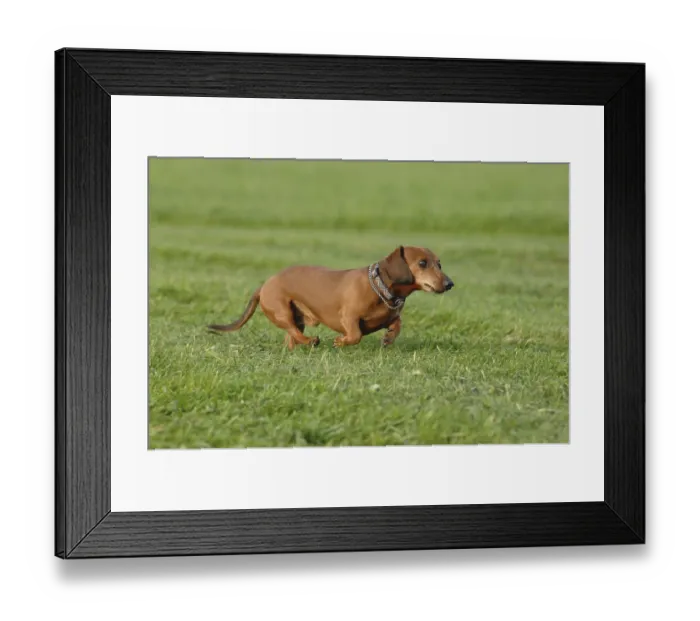 Framed Print : Brown short-haired dachshund at a gallop Framed Print : Brown short-haired dachshund at a gallop