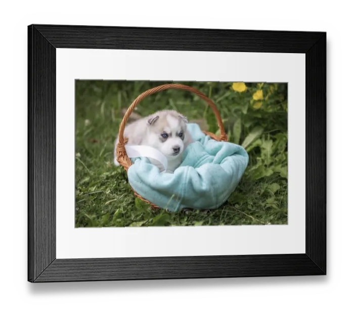 Framed Print : Cute Siberian husky puppy with blue eyes in the basket