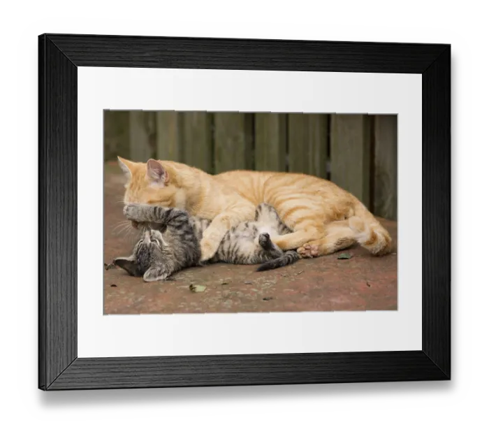 Framed Print : Orange Cat spielt mit ihrem grauen Kaetzchen in ihrem natuerlichen Lebensraum