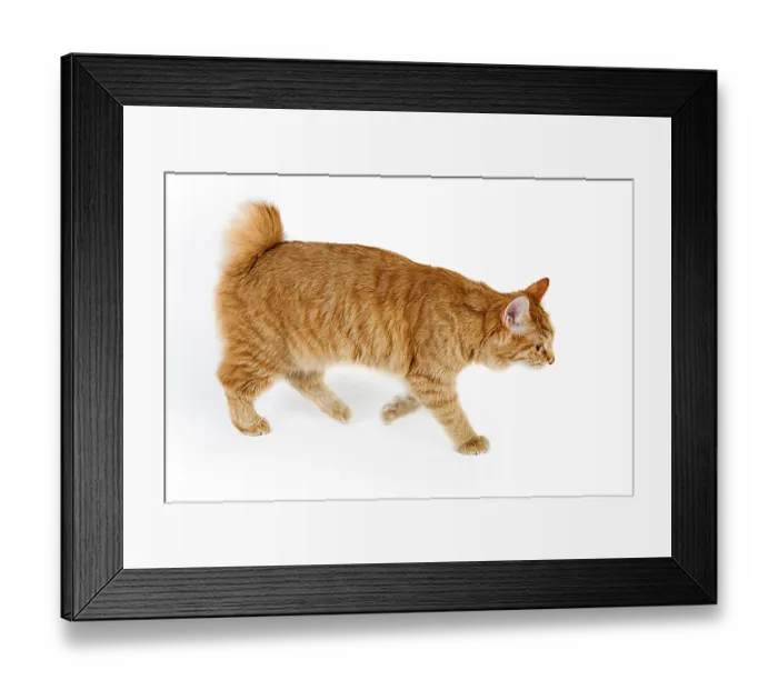 Framed Print : Red bobtail isolated on white