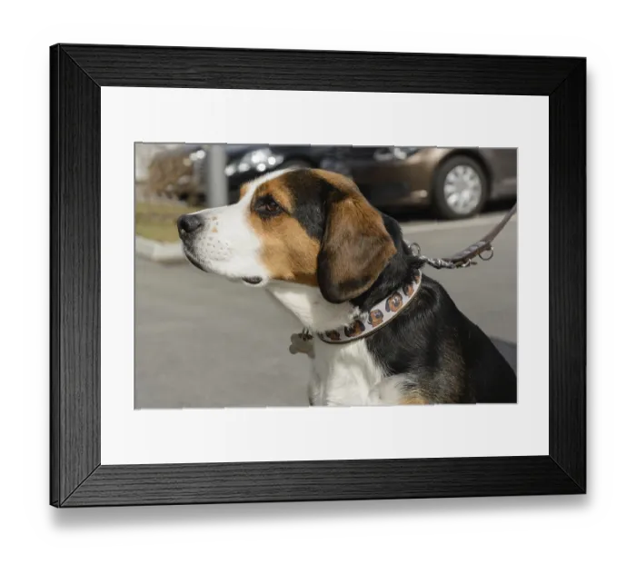 Framed Print : Sitting and leashed Entlebucher Mountain Dog - dog portrait Framed Print : Sitting and leashed Entlebucher Mountain Dog - dog portrait