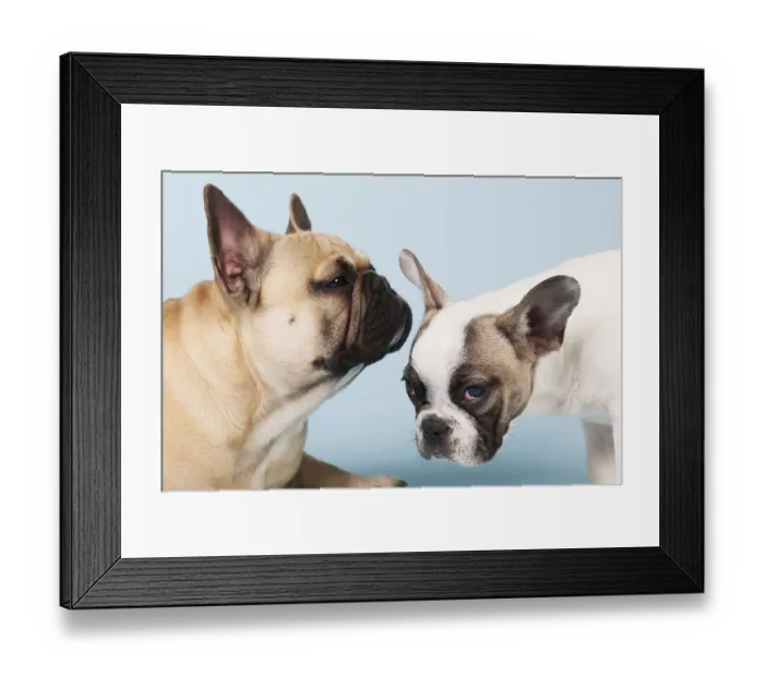 Framed Print : French bulldogs in studio on pastel color blue background