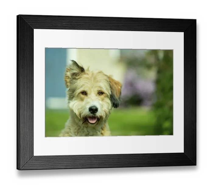 Framed Print : Domestic dog (Canis lupus familiaris)