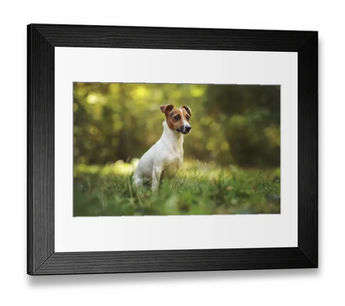 Framed Print : Kleiner Jack Russell Terrier sitzen auf Wiese im Herbst
