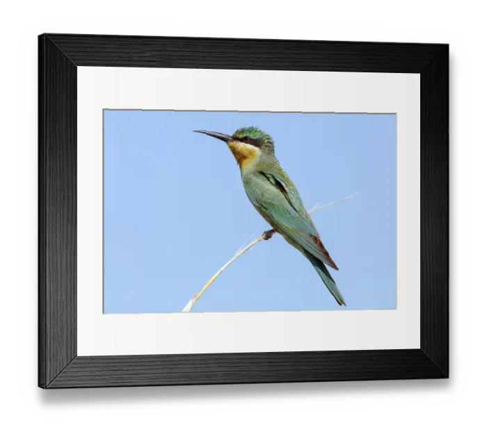 Framed Print : Blue-cheeked Bee-eater, (Merops persicus) Framed Print : Blue-cheeked Bee-eater, (Merops persicus)