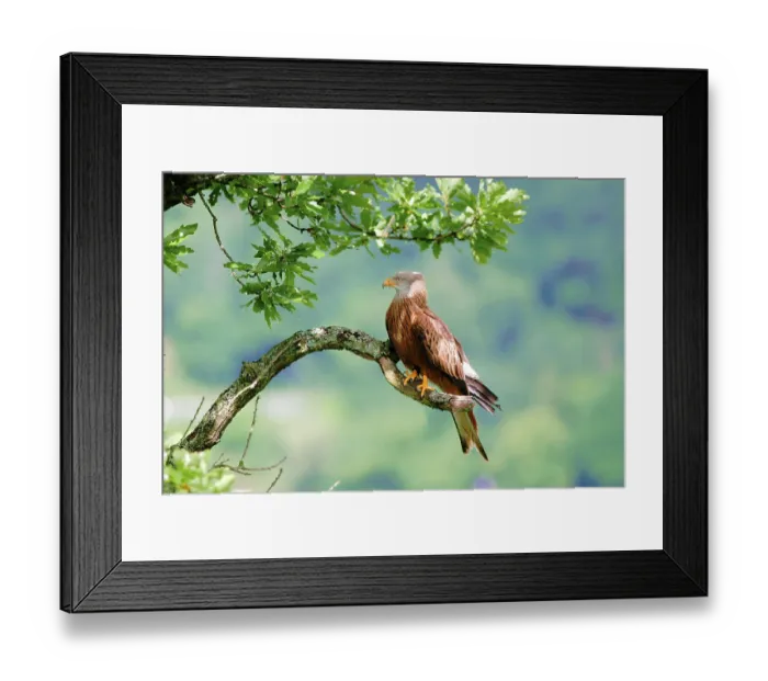 Framed Print : Red kite, red kite, (Milvus milvus) Framed Print : Red kite, red kite, (Milvus milvus)