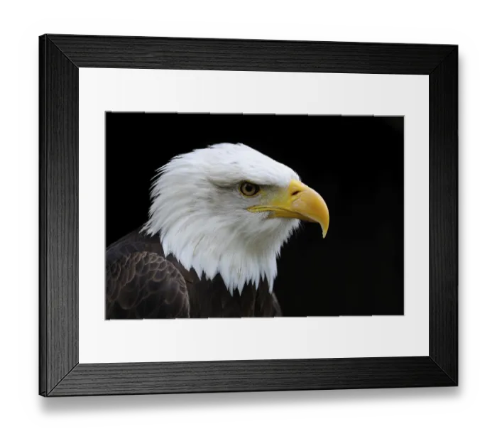 Framed Print : Bald Eagle (Haliaeetus leucocephalus)