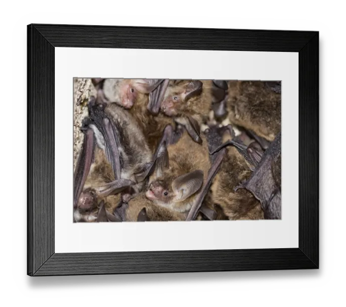 Framed Print : Bechstein's bat (Myotis bechsteinii)Bechstein's bat (Myotis bechsteinii)