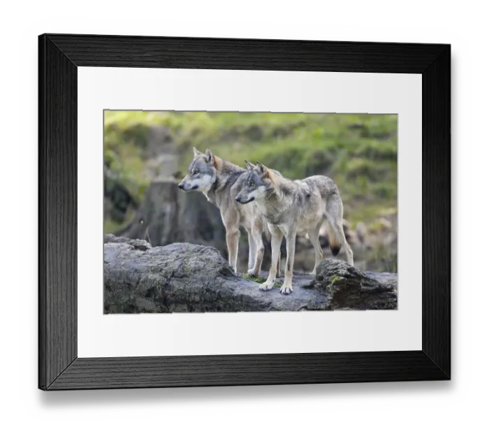 Framed Print : European gray wolf (Canis lupus) Framed Print : European gray wolf (Canis lupus)