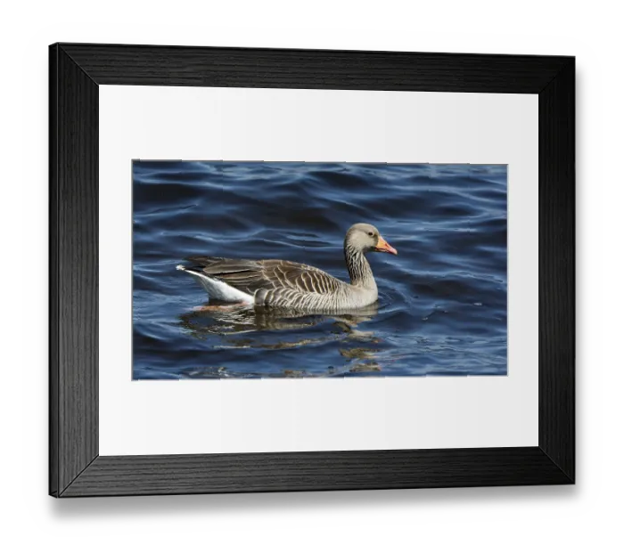 Framed Print : Greylag goose (Anser anser) swims in water
