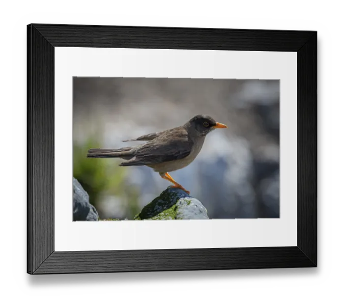 Framed Print : Falkland thrush, or Magellan thrush (Turdus falcklandii)