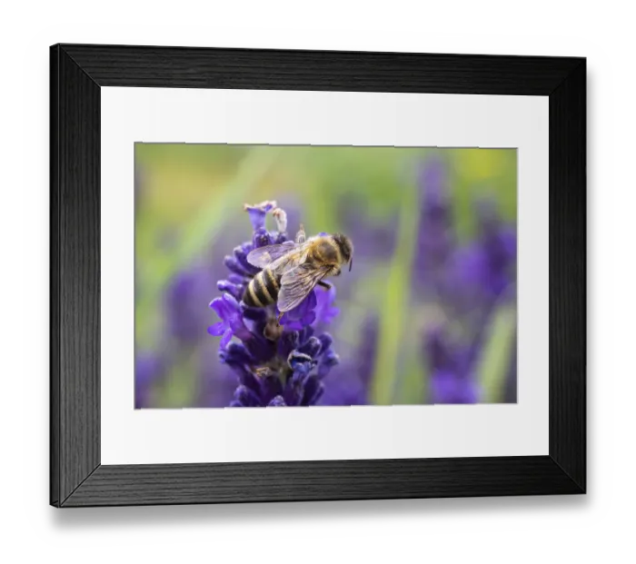 Framed Print : The bee pollinates the lavender flowers