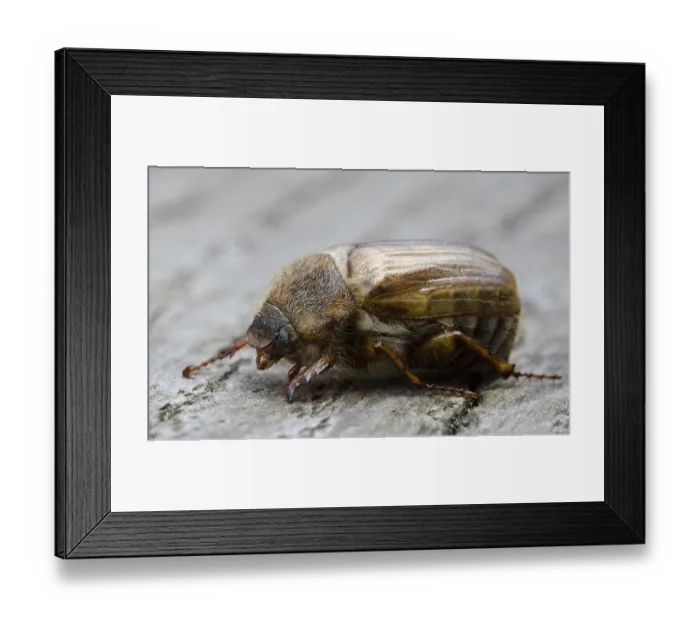 Framed Print : European june beetle or summer chafer