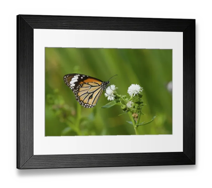Framed Print : Butterfly (Danaidae), common tiger