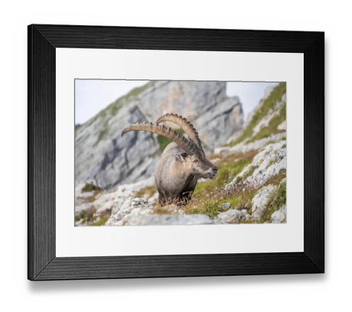 Framed Print : Ibex in the Appenzell Alps, on the Saentis Framed Print : Ibex in the Appenzell Alps, on the Saentis