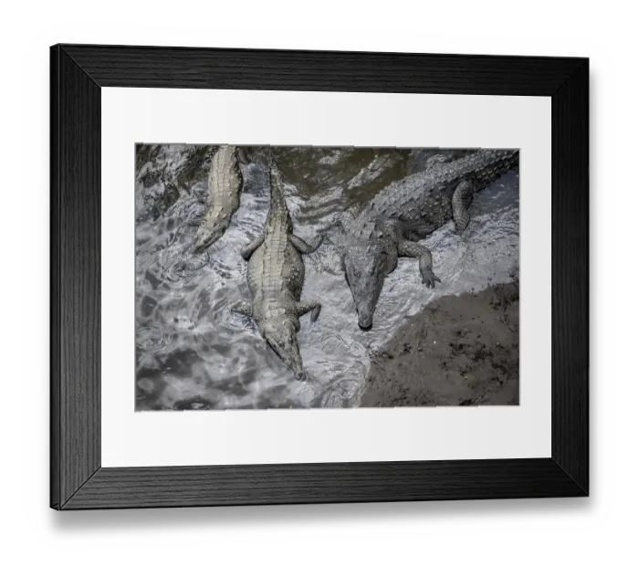Framed Print : American crocodile (Crocodylus acutus) swimming in the water Framed Print : American crocodile (Crocodylus acutus) swimming in the water
