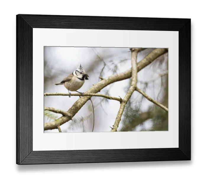 Framed Print : Crested tit (Lophophanes cristatus) with insects in its beak