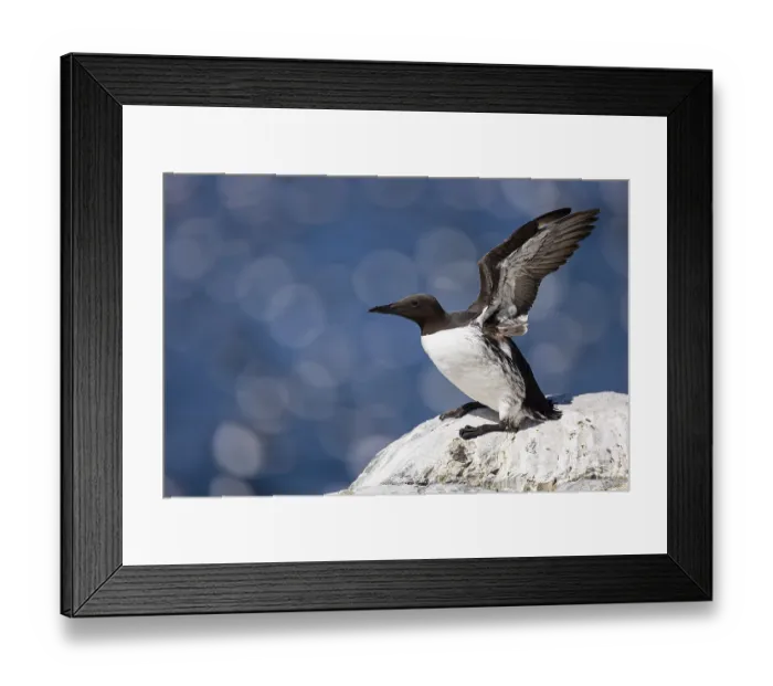 Framed Print : Common guillemot (Uria aalge) flapping its wings