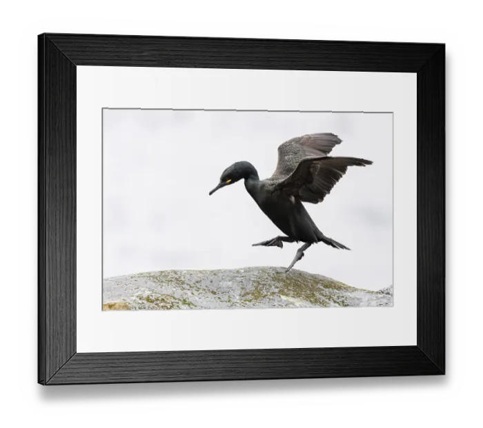 Framed Print : Common shag (Phalacrocorax aristotelis) hopping on a rock Framed Print : Common shag (Phalacrocorax aristotelis) hopping on a rock