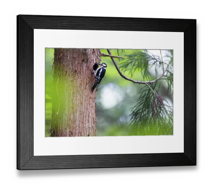 Framed Print : Great spotted woodpecker (Dendrocopos major)