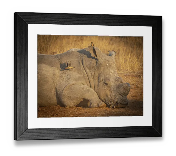 Framed Print : Reclining white rhinoceros (Ceratotherium simum) with sawed-off horn and oxpecker star (Buphagus) on its head